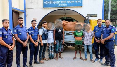 সিসিটিভির সূত্র ধরে মৌলভীবাজারে চুরি হওয়া দুই গরু উদ্ধার, পিকআপসহ গ্রেপ্তার ৪