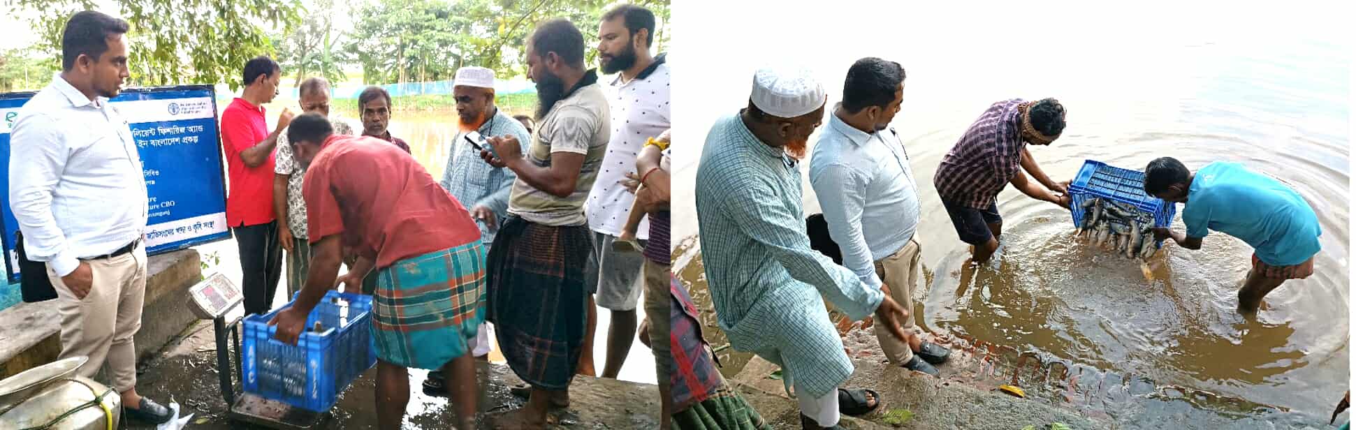 শান্তিগঞ্জে মৎস্য অধিদপ্তর এবং এফএও এর প্রকল্পের আওতাভুক্ত পুকুরে পোনা মজুদ