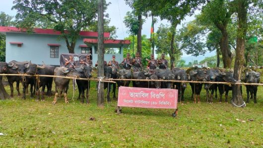 জৈন্তাপুরে বিজিবির অভিযানে প্রায় দেড় কোটি টাকার মহিষ আটক