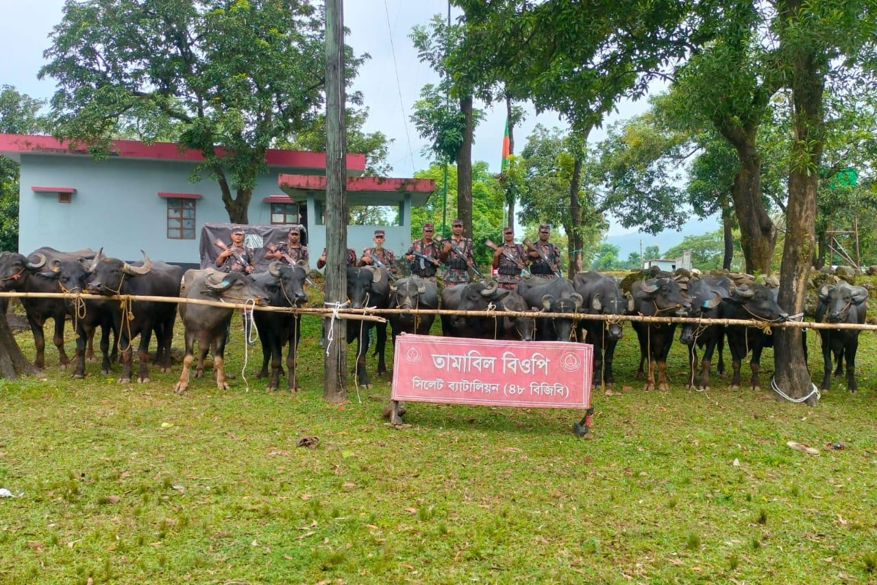 জৈন্তাপুরে বিজিবির অভিযানে প্রায় দেড় কোটি টাকার মহিষ আটক