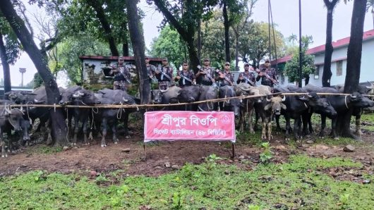 জৈন্তাপুর সীমান্তে অর্ধ কোটি টাকার ভারতীয় মহিষ আটক