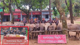 বিজিবির অভিযানে ১৬ টি ভারতীয় মহিষ ও বিপুল পরিমাণ ভারতীয় মালামাল আটক