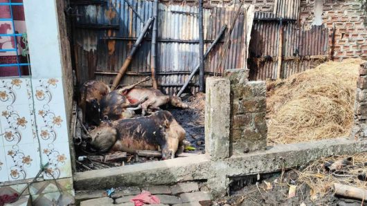 ওসমানীনগরে গোয়ালঘর পুড়ে মরলো ৯টি গরু-ভেড়া  প্রায় ৫ লক্ষ টাকার ক্ষয়ক্ষতি