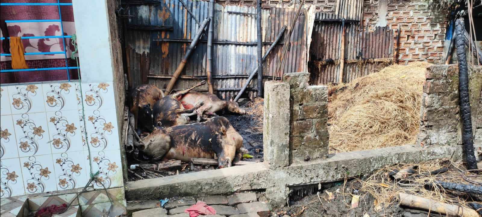 ওসমানীনগরে গোয়ালঘর পুড়ে মরলো ৯টি গরু-ভেড়া  প্রায় ৫ লক্ষ টাকার ক্ষয়ক্ষতি