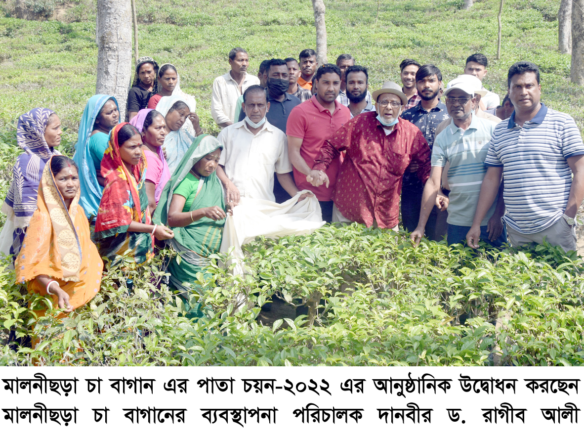 মালনীছড়া ও হিলুয়াছড়া চা বাগানে চা পাতা চয়নের উদ্বোধন করলেন দানবীর ড. রাগীব আলী