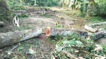 বড়লেখায় জোরপূর্বক চা বাগানের গাছ কেটে নেয়ার চেষ্টা, বাঁধা দেয়ায় হামলা