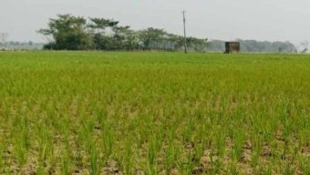 দীর্ঘ খরায় দুশ্চিন্তায় কৃষক, বাড়তে পারে বোরো ধানে রোগ বালাইয়ের আ ক্র ম ণ