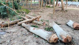 শান্তিগঞ্জে মালিকানাধীন জায়গা থেকে জোরপূর্বক গাছ কাটার অভিযোগ 