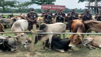 সুনামগঞ্জে কোটি টাকার ভারতীয় গরুর চালান আটক