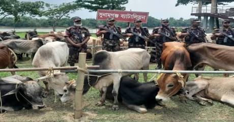সুনামগঞ্জে কোটি টাকার ভারতীয় গরুর চালান আটক