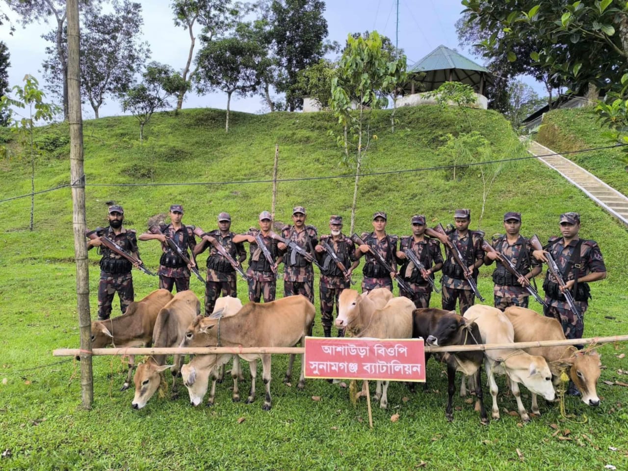 সুনামগঞ্জে বিজিবি”র অভিযানে ৯টি ভারতীয় অবৈধ গরু আটক