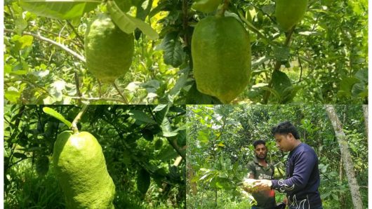 জৈন্তাপুরে লেবু জাতীয় ফল চাষ করে আলোর মুখ দেখেছন দেলোয়ার হুসেন