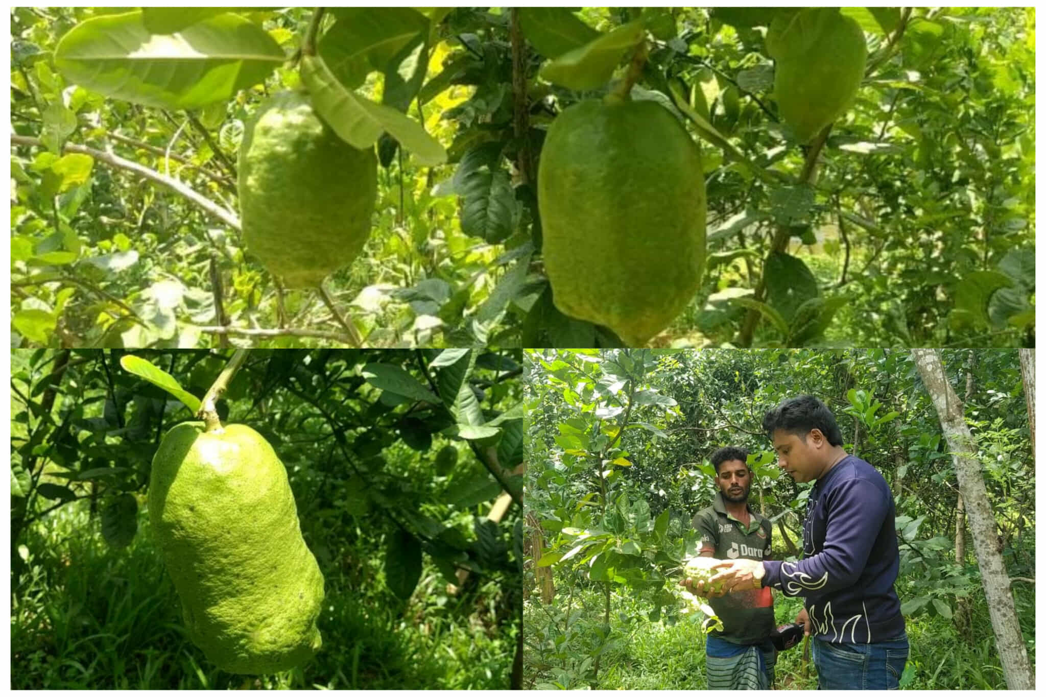 জৈন্তাপুরে লেবু জাতীয় ফল চাষ করে আলোর মুখ দেখেছন দেলোয়ার হুসেন