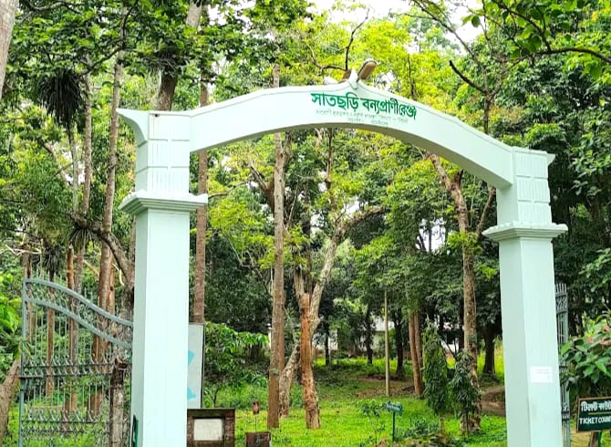 সাতছড়ি সড়কের সুরমা চা বাগানে গাছ ফেলে ডাকাতি