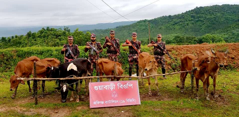 জকিগঞ্জ সীমান্তে বিজিবির অভিযানে ভারতীয় গরু – মহিষ আটক