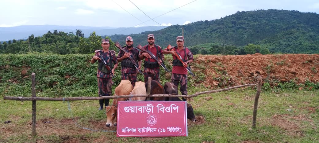 জৈন্তাপুর সীমান্তে ১৯ বিজিবি’র অভিযানে ৪টি ভারতীয় বাছুর গরু আটক
