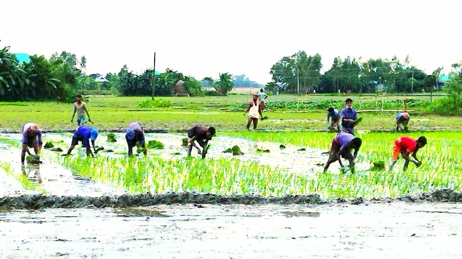 আজমিরীগঞ্জে রোপা আমনের আবাদ শুরু