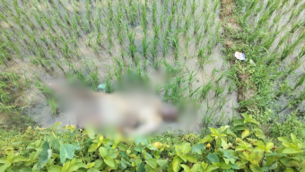 জকিগঞ্জে ধানক্ষেতে পড়েছিল বৃদ্ধের লাশ, এলাকাবাসীর দাবি ‘পরিকল্পিত হত্যা’