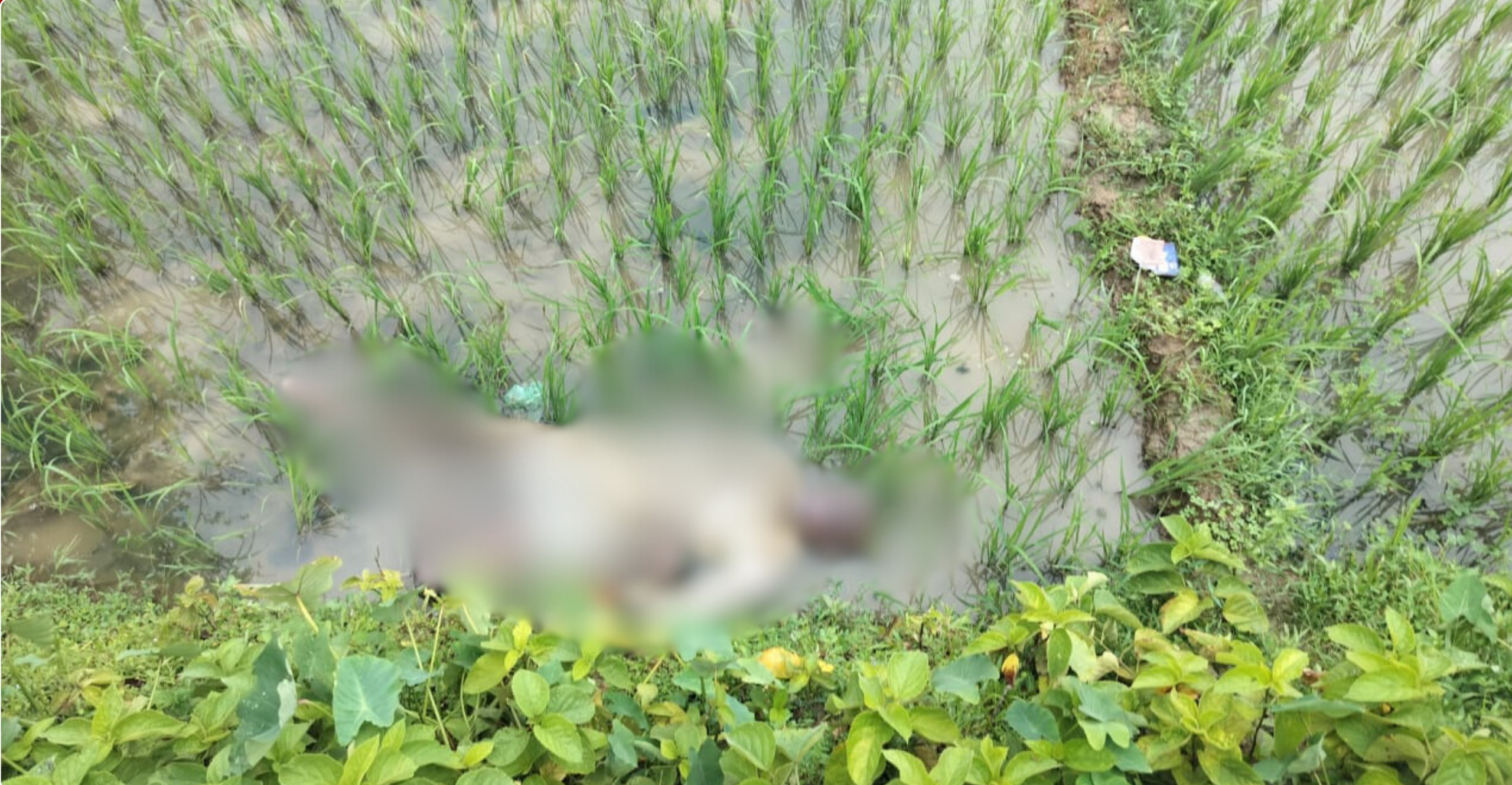 জকিগঞ্জে ধানক্ষেতে পড়েছিল বৃদ্ধের লাশ, এলাকাবাসীর দাবি ‘পরিকল্পিত হত্যা’