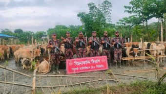 সিলেট সীমান্তে চোরাচালান প্রতিরোধে বিজিবির ইতিহাস গড়া অভিযানে: ভারতীয় ২৭৯ গরু-মহিষ আটক