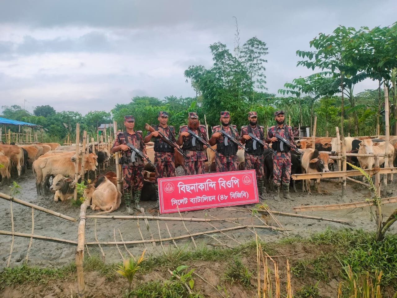 সিলেট সীমান্তে চোরাচালান প্রতিরোধে বিজিবির ইতিহাস গড়া অভিযানে: ভারতীয় ২৭৯ গরু-মহিষ আটক